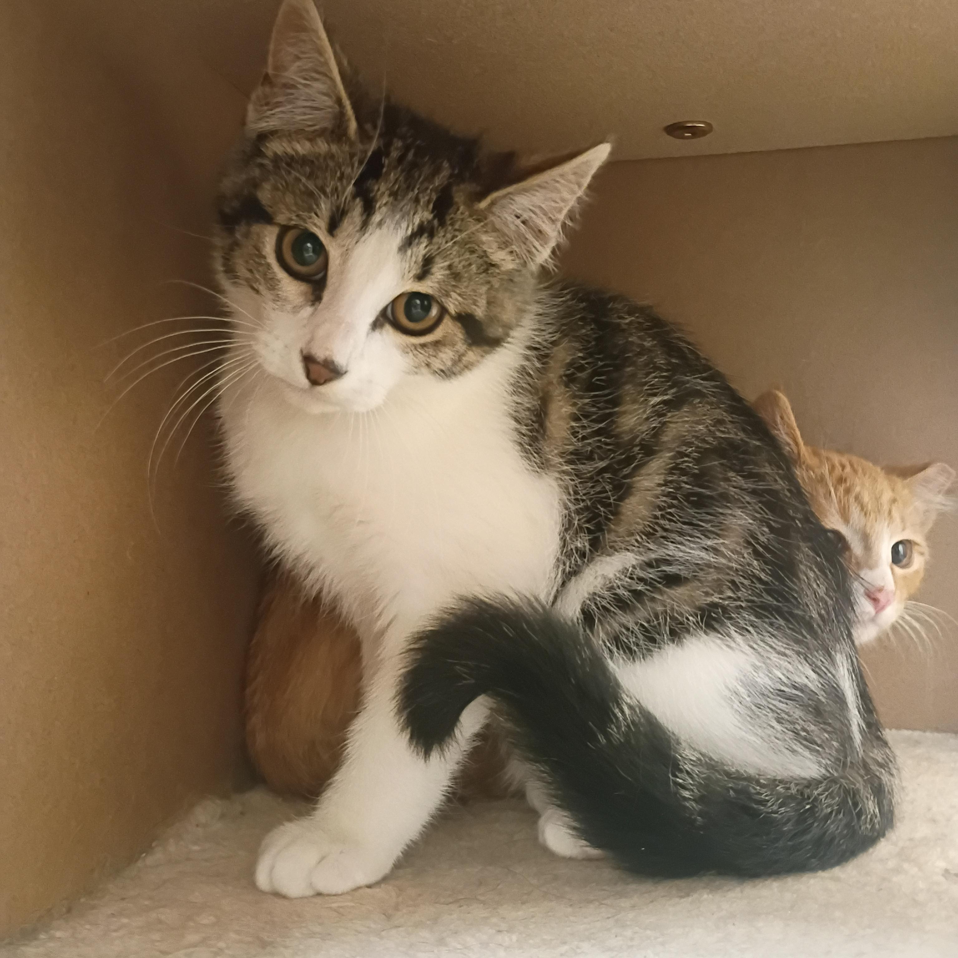 America, adoptable, Kitten Male Domestic Short Hair.