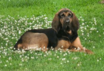 Dixie