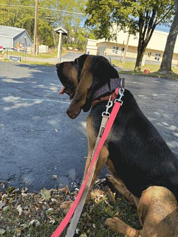 Dixie, an adoptable Bloodhound in West Decatur, PA, 16878 | Photo Image 4