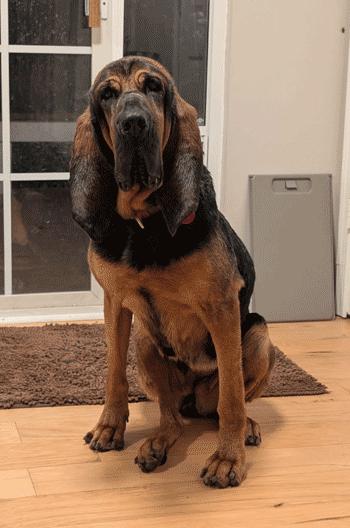 Dixie, a Adoptable Bloodhound in West Decatur, PA image 1/6