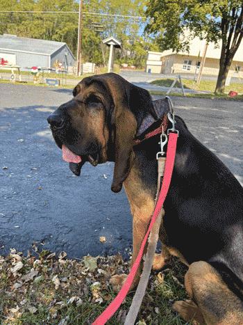 Dixie, a Adoptable Bloodhound in West Decatur, PA image 6/6