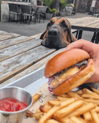 Dixie, a Adoptable Bloodhound in West Decatur, PA image 2/6