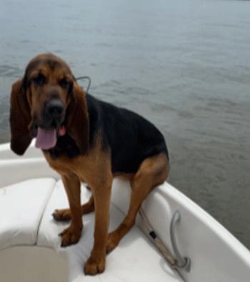 Dixie, Adoptable, Adult Female Bloodhound.