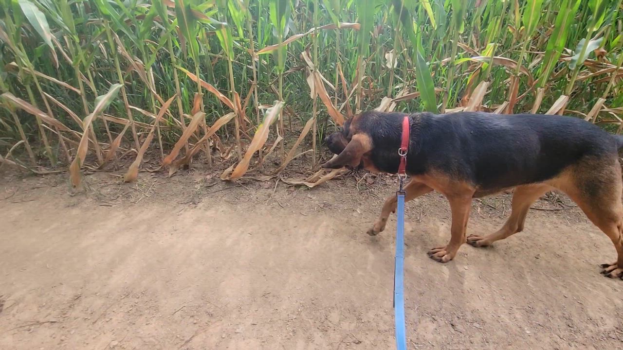 Enlarge Dixie, a Adoptable Bloodhound in West Decatur, PA video 3/6