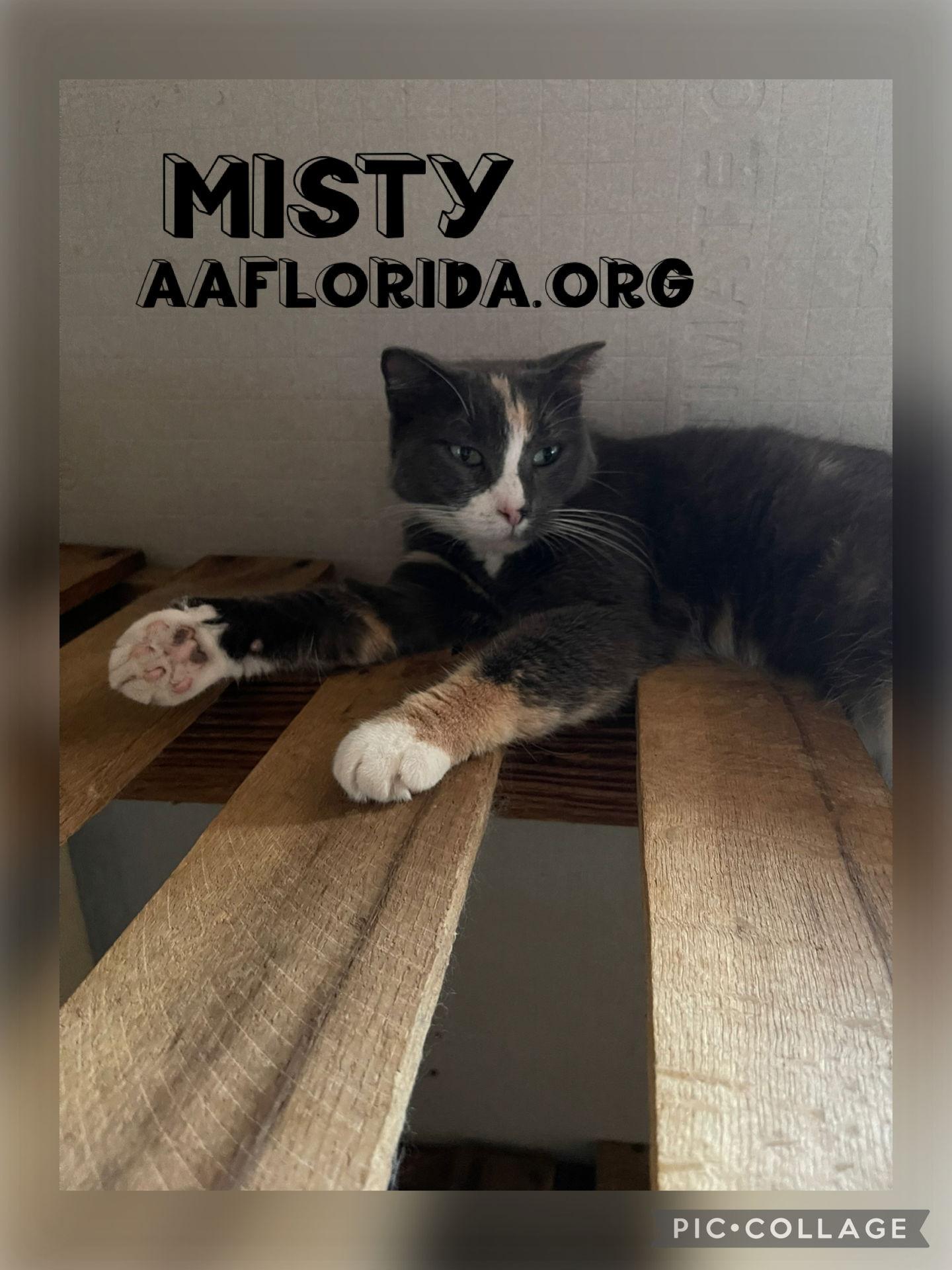 Misty *Cyd, Adoptable, Young Female Calico & Domestic Medium Hair.