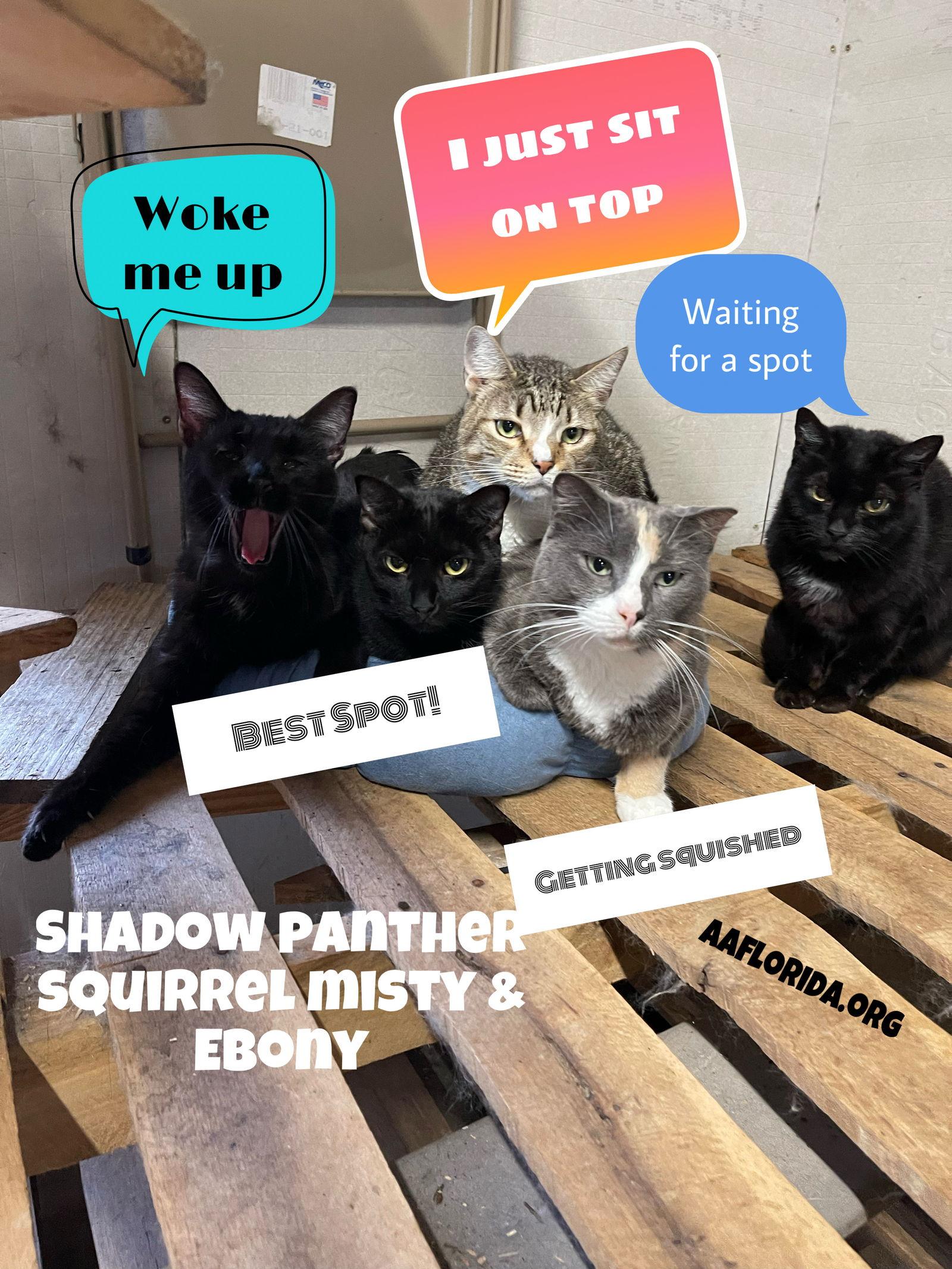 Misty *Cyd, Adoptable, Young Female Calico & Domestic Medium Hair.