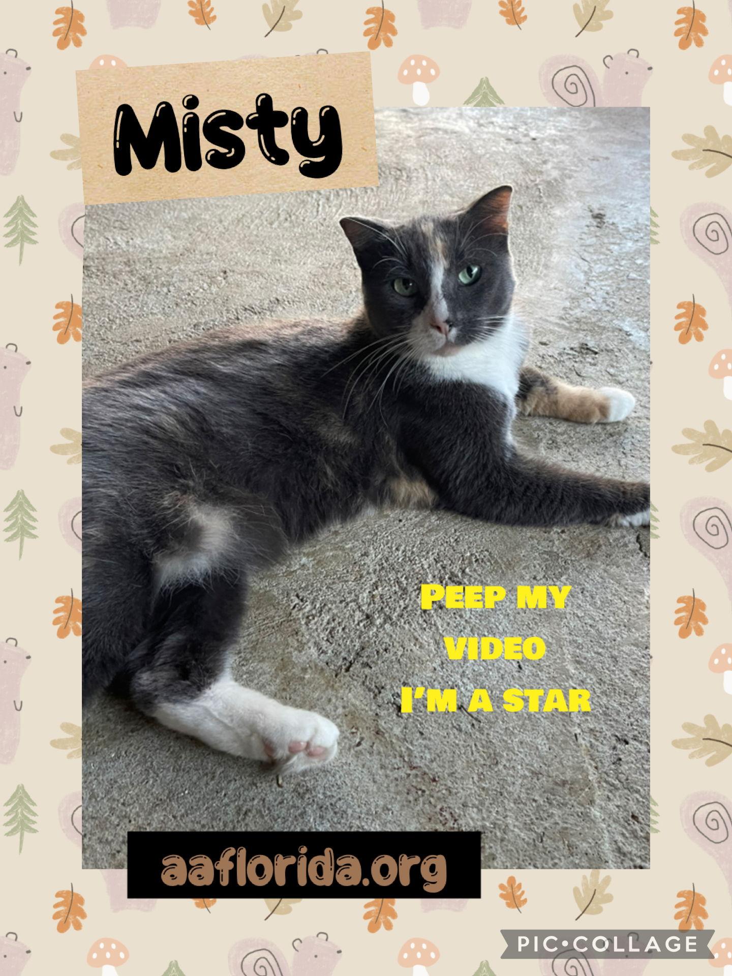 Enlarge Misty *Cyd, a Adoptable mixed breed in Pensacola, FL image 3/3