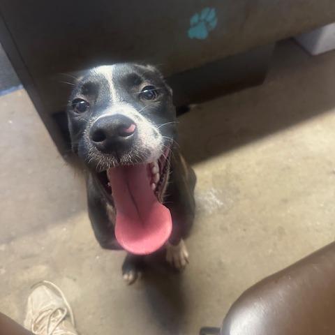 Wipeout, Adoptable, Young Male Black Labrador Retriever.