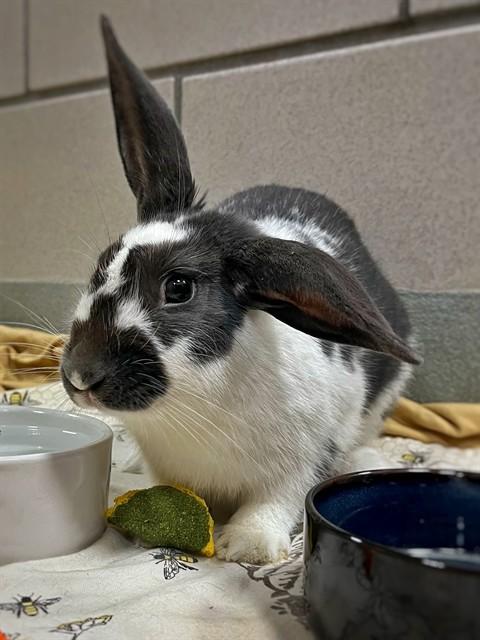 Enlarge BUTCH, a Adoptable English Spot in Boston, MA image 1/1