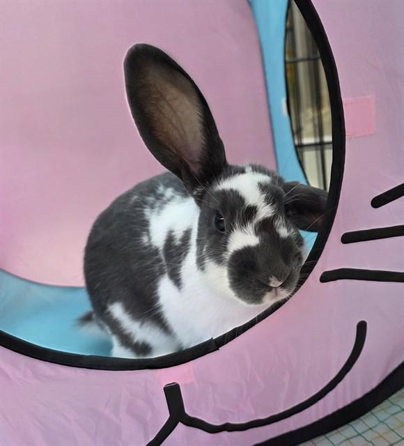 BUCKY, Adoptable, Young Male English Spot.