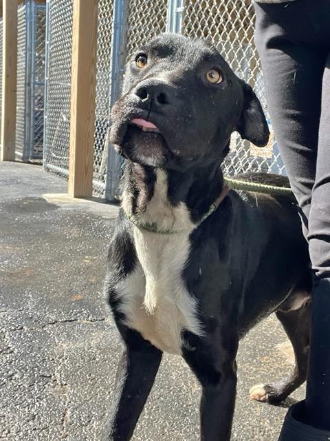 Hardin , a ADOPTABLE mixed breed in Martinsville, VA image 5/6