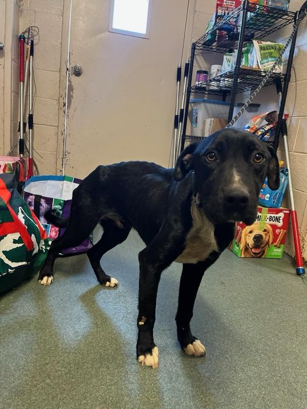 Hardin , a ADOPTABLE mixed breed in Martinsville, VA image 4/6