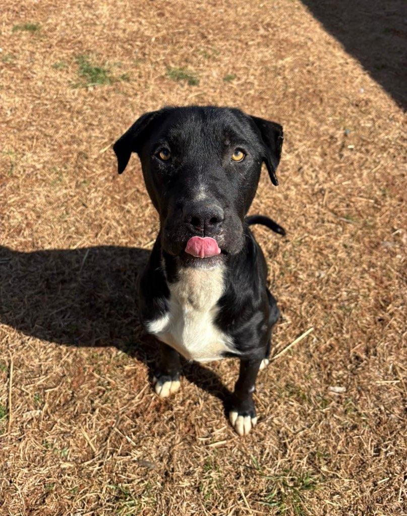 Hardin , ADOPTABLE, Adult Male Retriever.