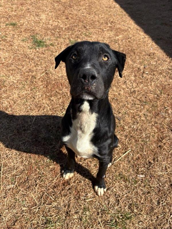 Hardin , a ADOPTABLE mixed breed in Martinsville, VA image 6/6