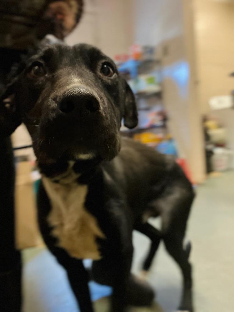 Hardin , a ADOPTABLE mixed breed in Martinsville, VA image 3/6