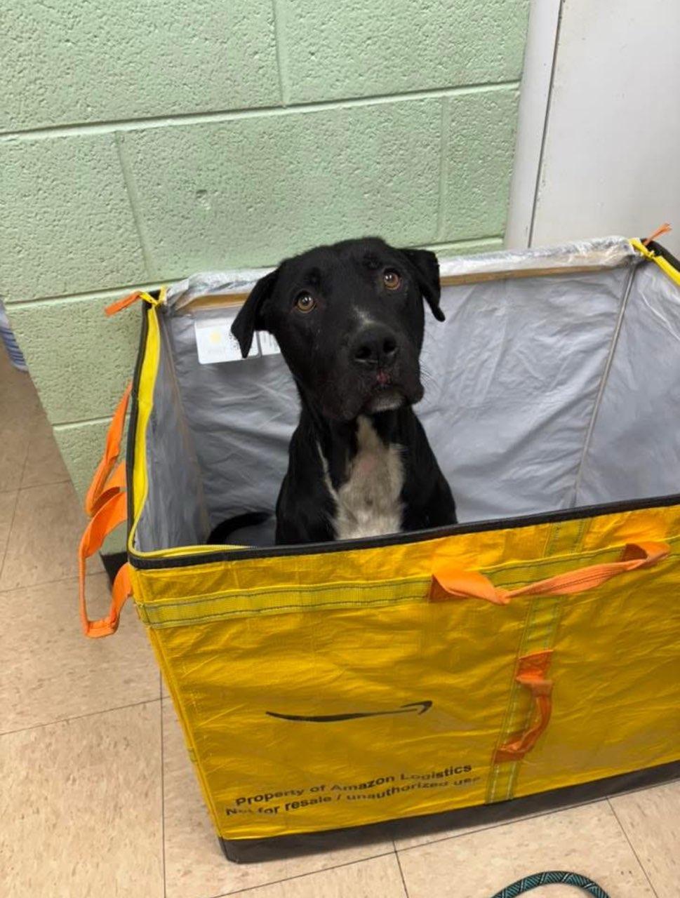 Hardin , a ADOPTABLE mixed breed in Martinsville, VA image 2/6