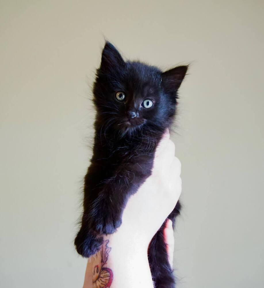 BONES, Baby Female Domestic Medium Hair