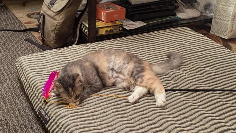 Brooke, an adoptable Domestic Medium Hair in Eureka, CA, 95501 | Photo Image 2