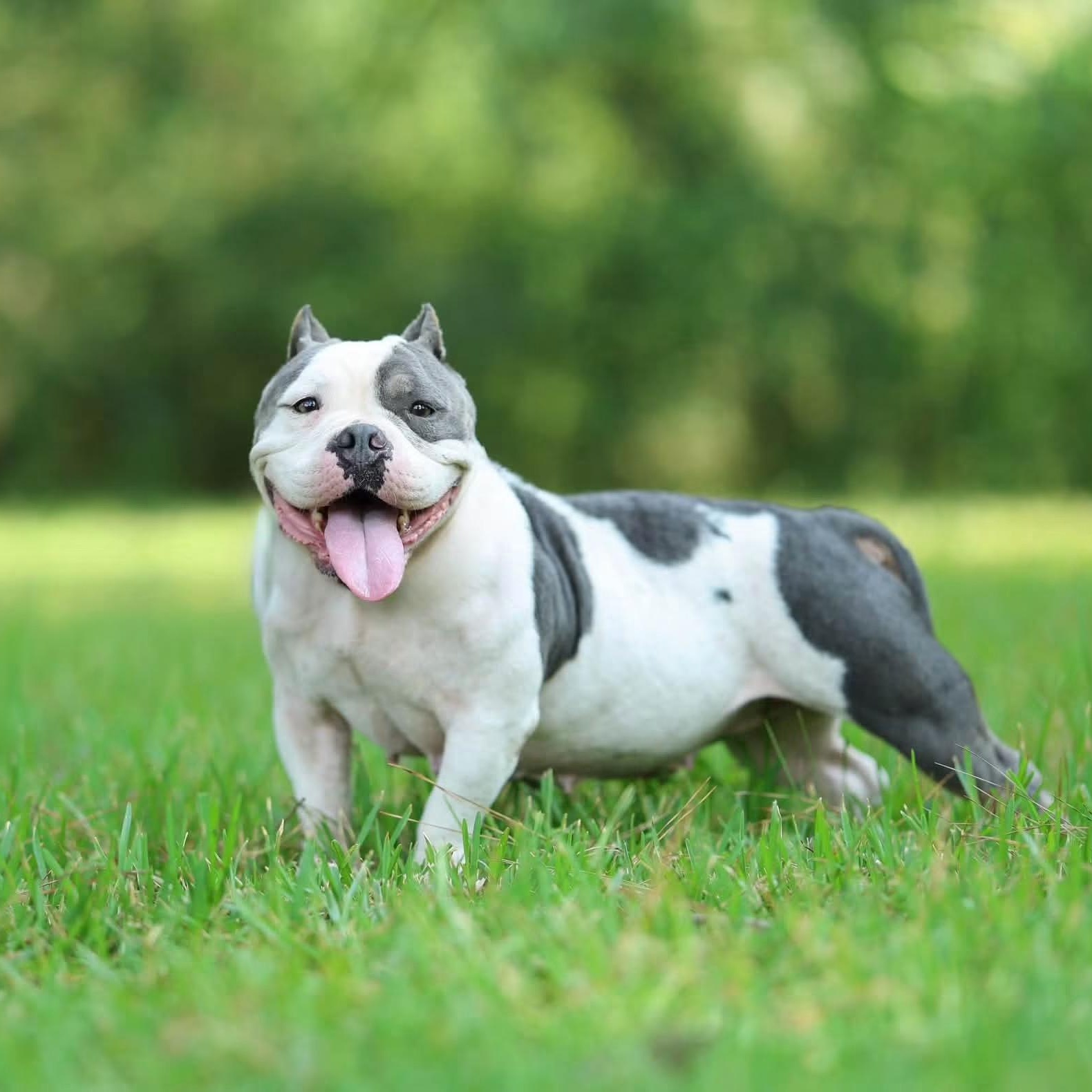 Blankita, Adoptable, Adult Female American Bully.