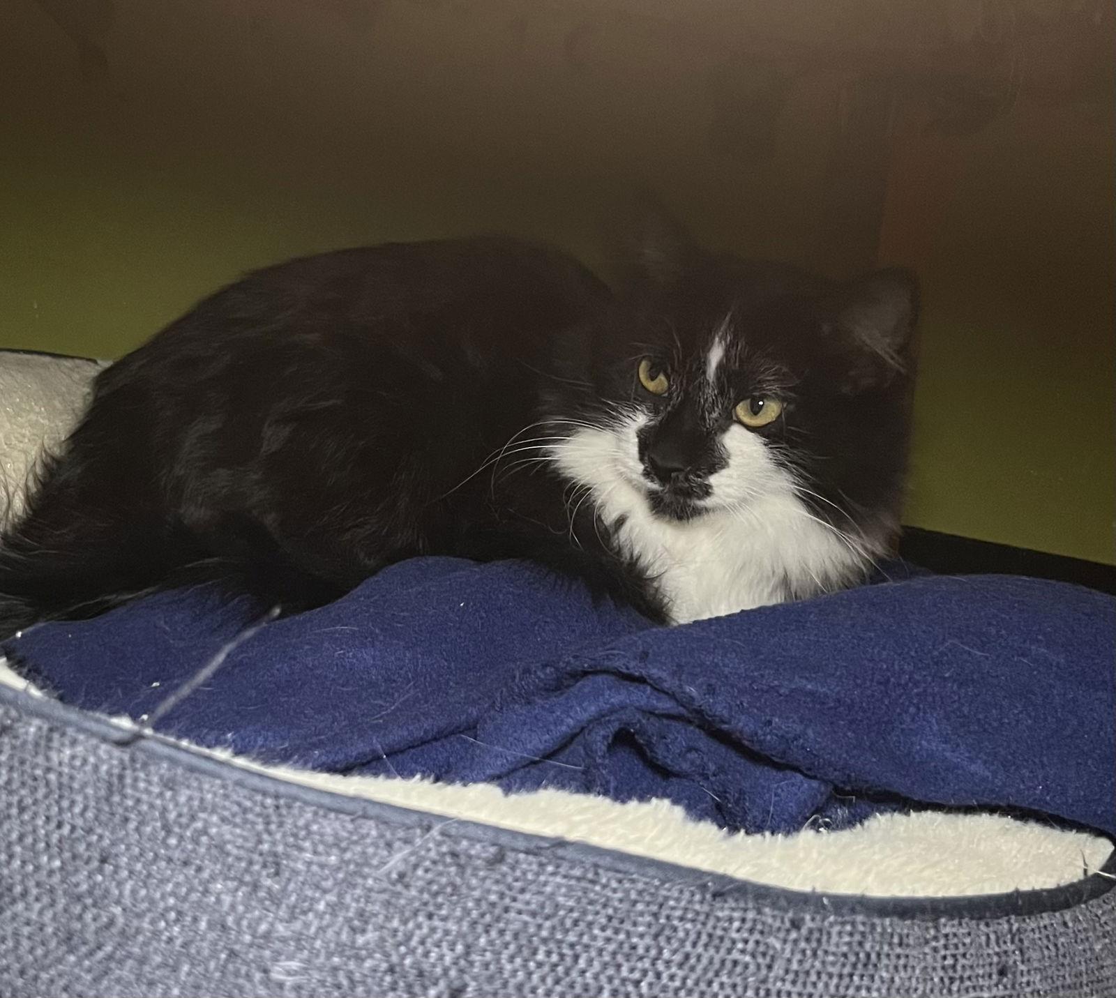 Coco, Adoptable, Young Female Domestic Long Hair.