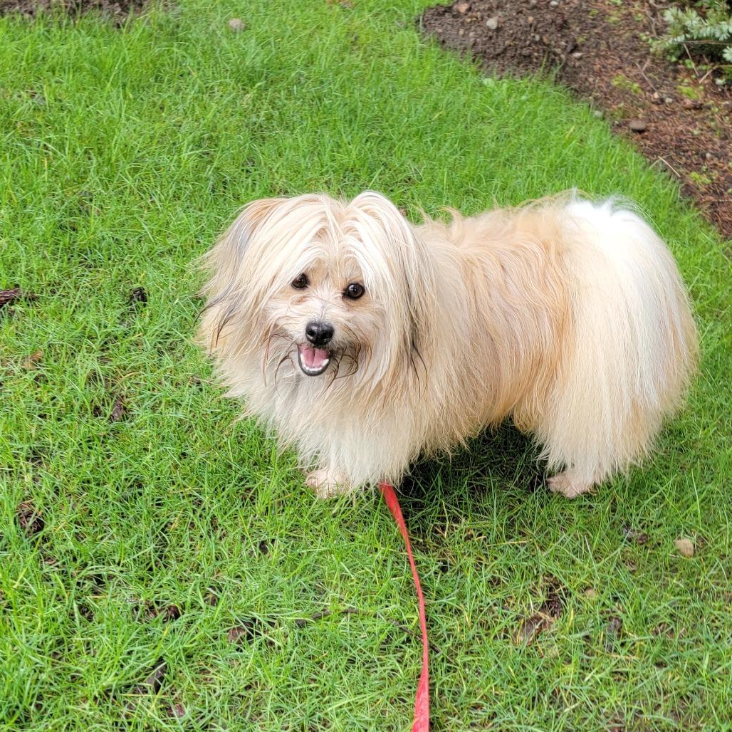 Jack, Adoptable, Adult Male Lhasa Apso & Pomeranian.