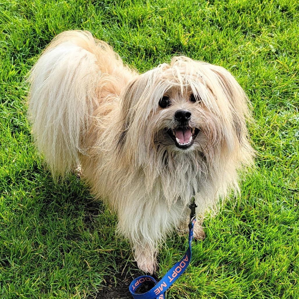 Enlarge Jack, a Adoptable mixed breed in Woodinville, WA image 2/6