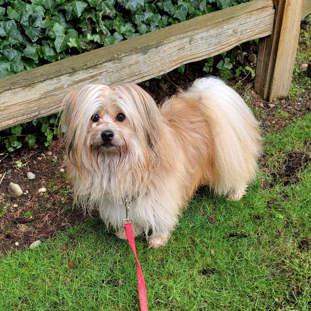 Enlarge Jack, a Adoptable mixed breed in Woodinville, WA image 3/6