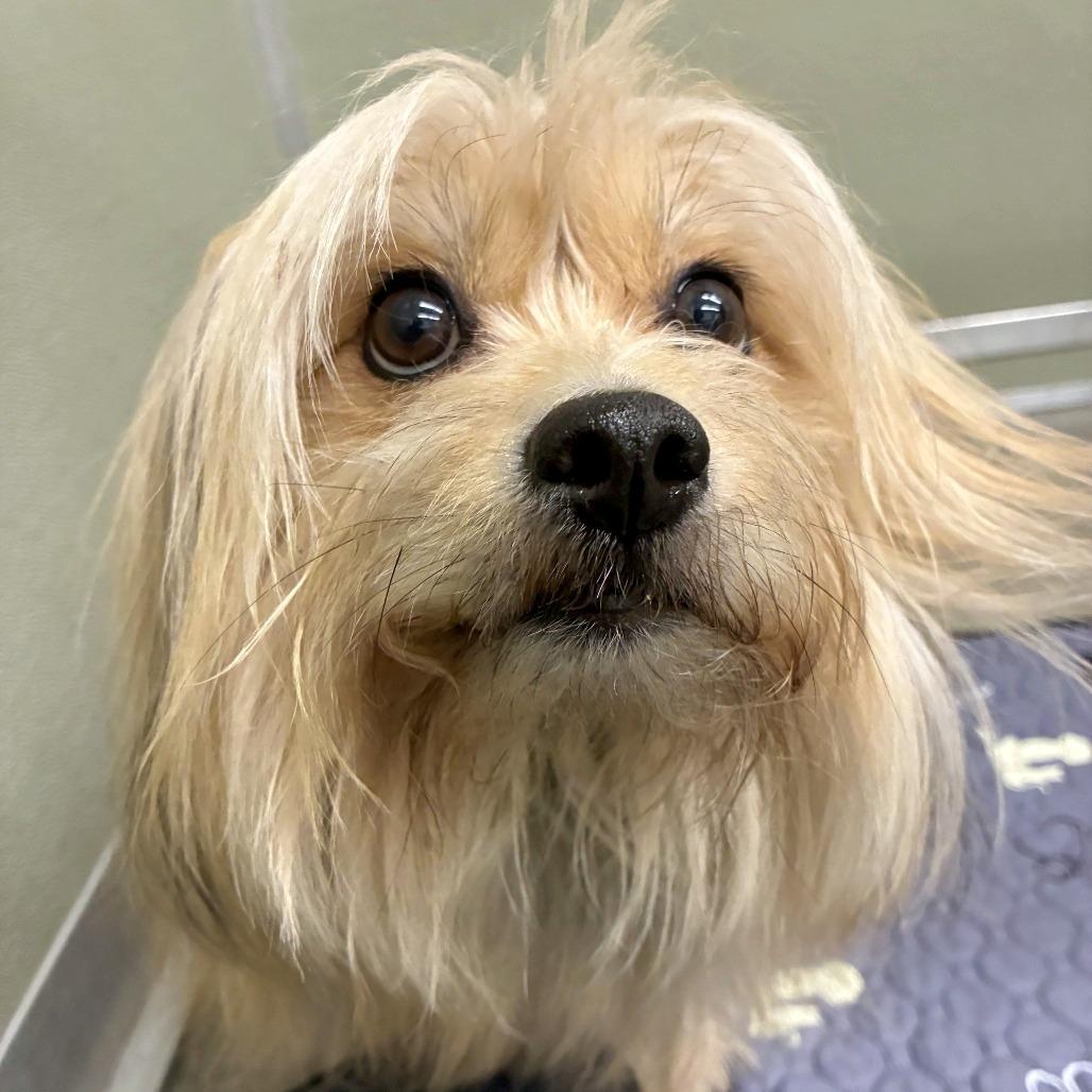 Enlarge Jack, a Adoptable mixed breed in Woodinville, WA image 5/6