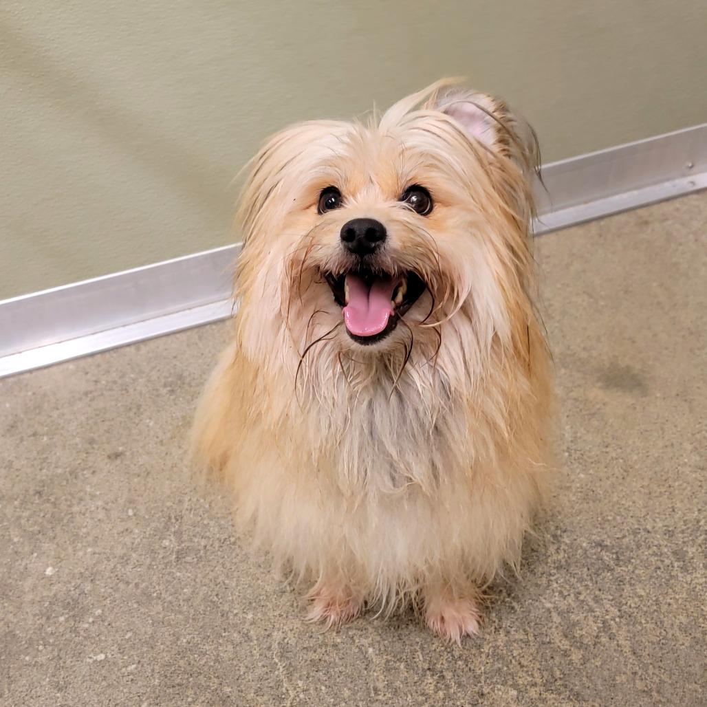 Enlarge Jack, a Adoptable mixed breed in Woodinville, WA image 6/6