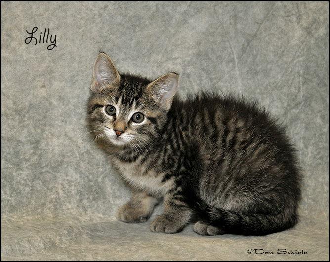Lilly, Adoptable, Kitten Female Tabby.