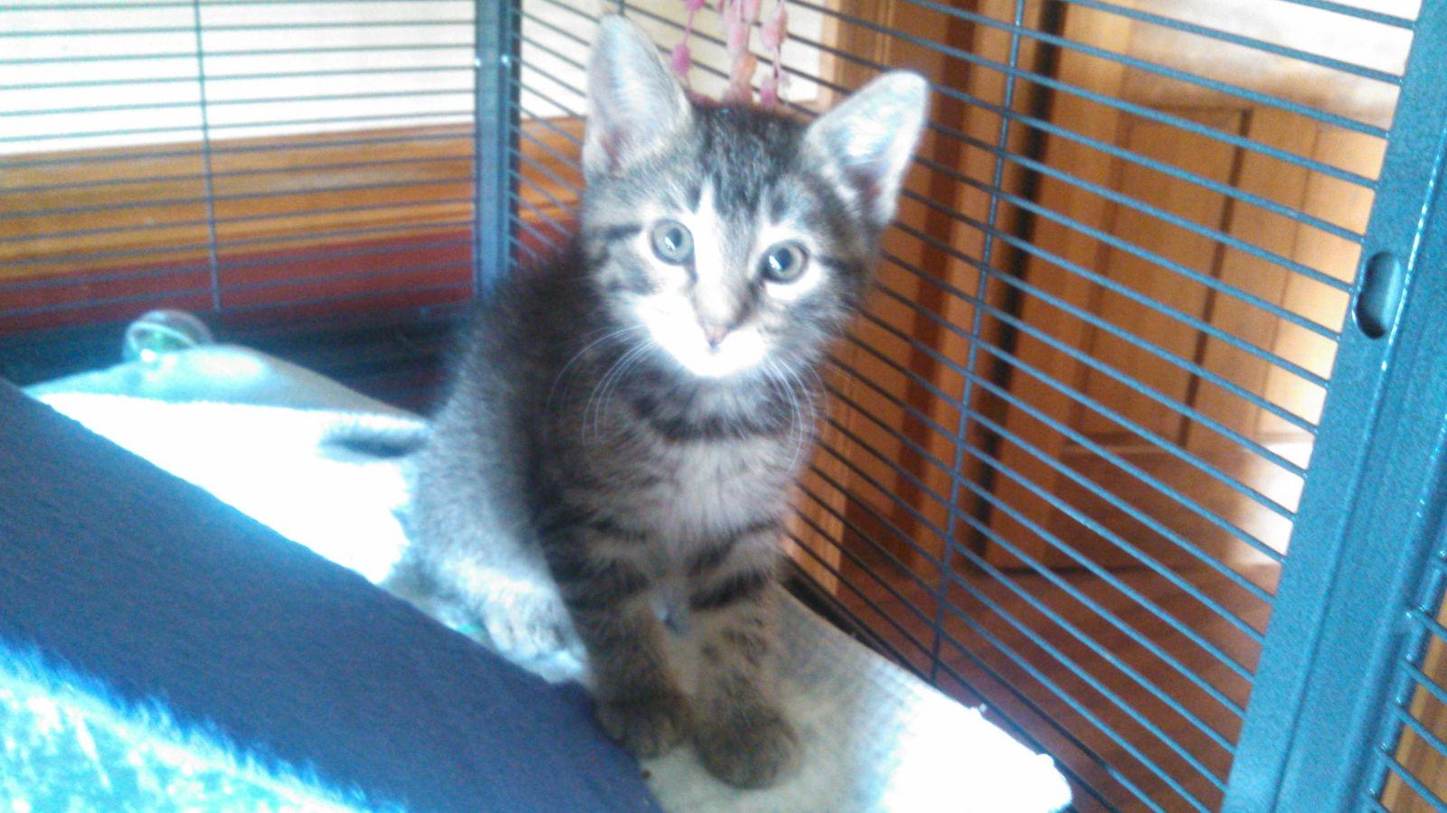 Lilly, a Adoptable Tabby in Trexlertown, PA image 2/3