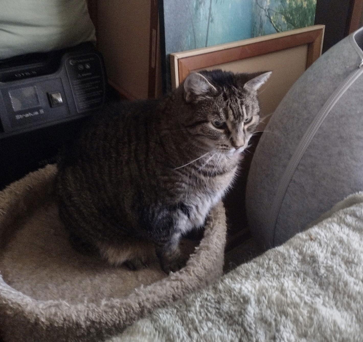 Lilly, a Adoptable Tabby in Trexlertown, PA image 3/3