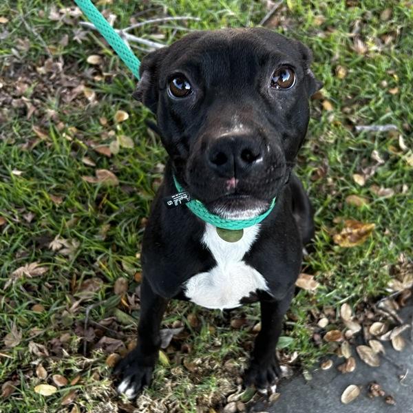 Tony, Adoptable, Adult Male Pit Bull Terrier & Chihuahua.