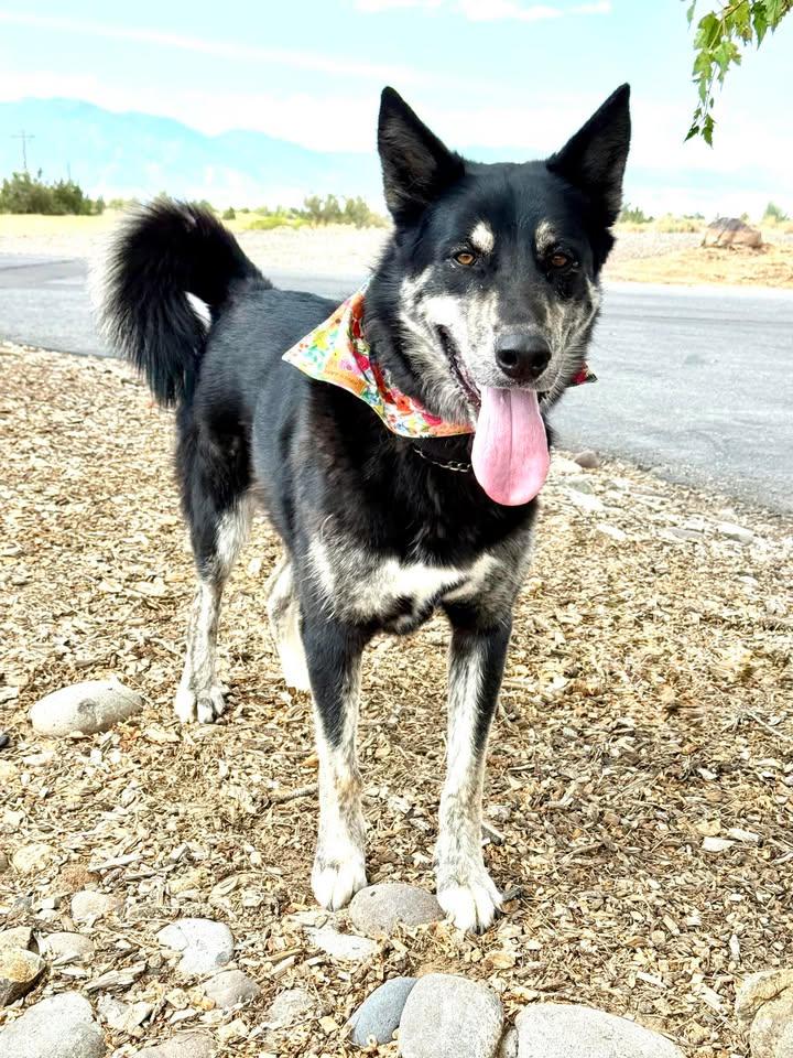 Enlarge Piper, a Adoptable mixed breed in Gardnerville, NV image 2/2