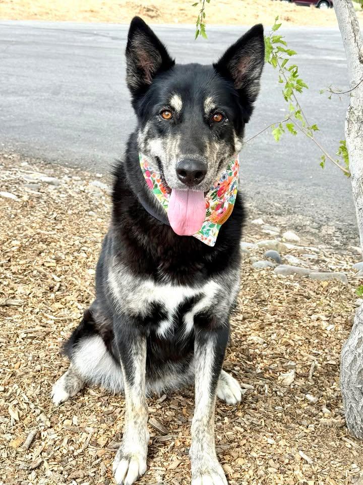 Piper, Adoptable, Adult Female Shepherd & Alaskan Malamute.