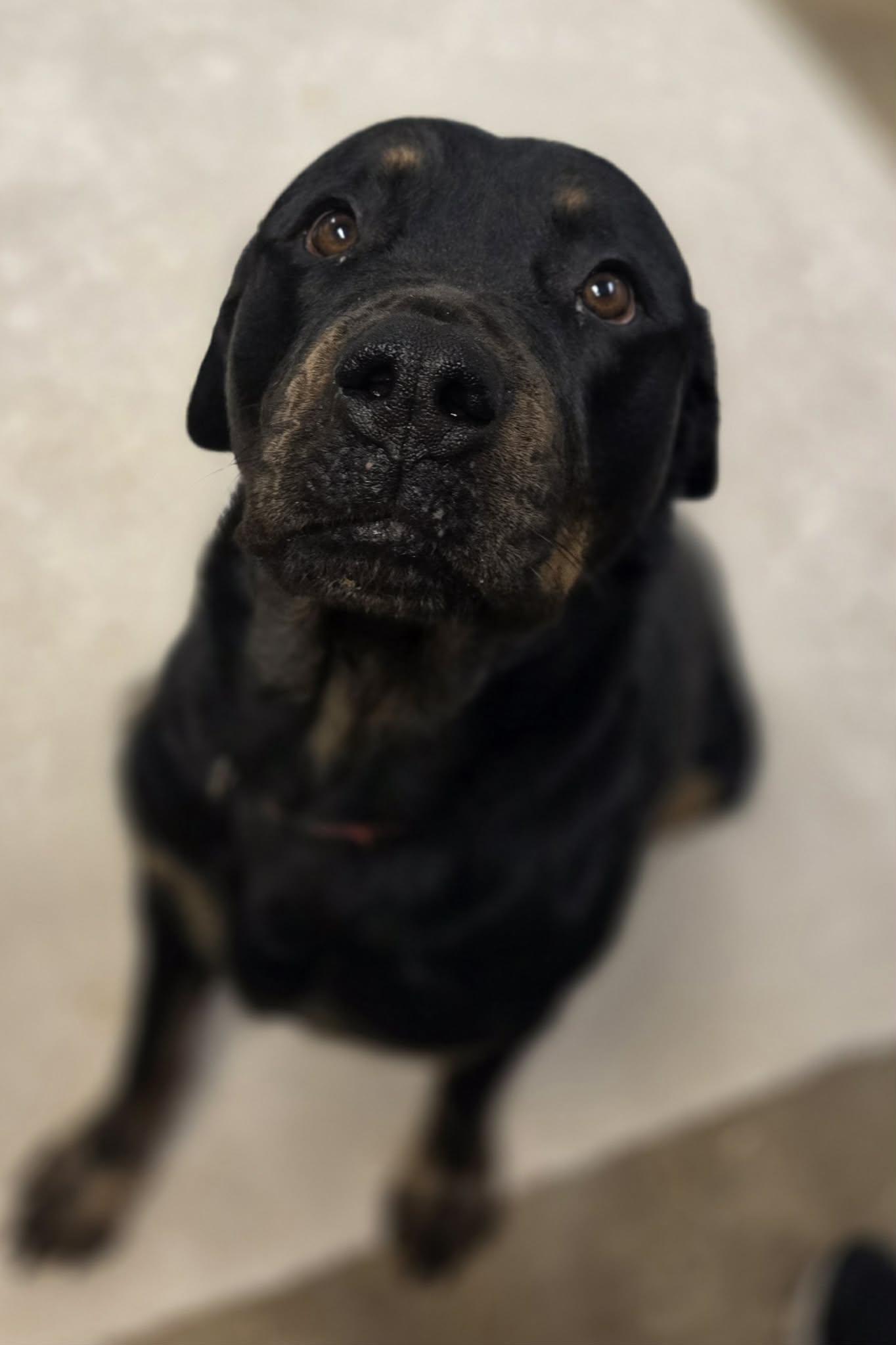 Enlarge Hazy, an adopted Rottweiler in Chardon, OH image 1/6