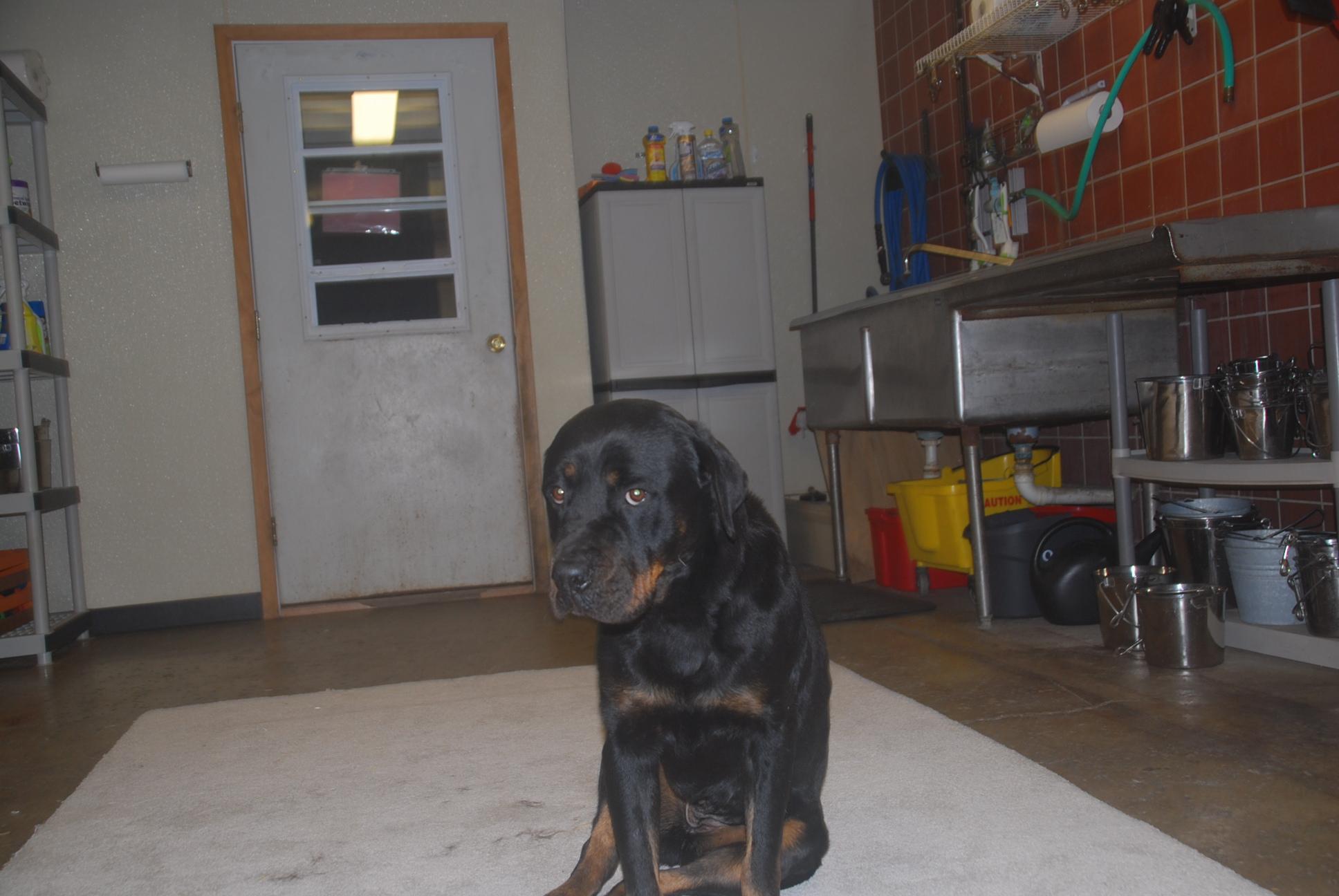 Enlarge Hazy, an adopted Rottweiler in Chardon, OH image 3/6