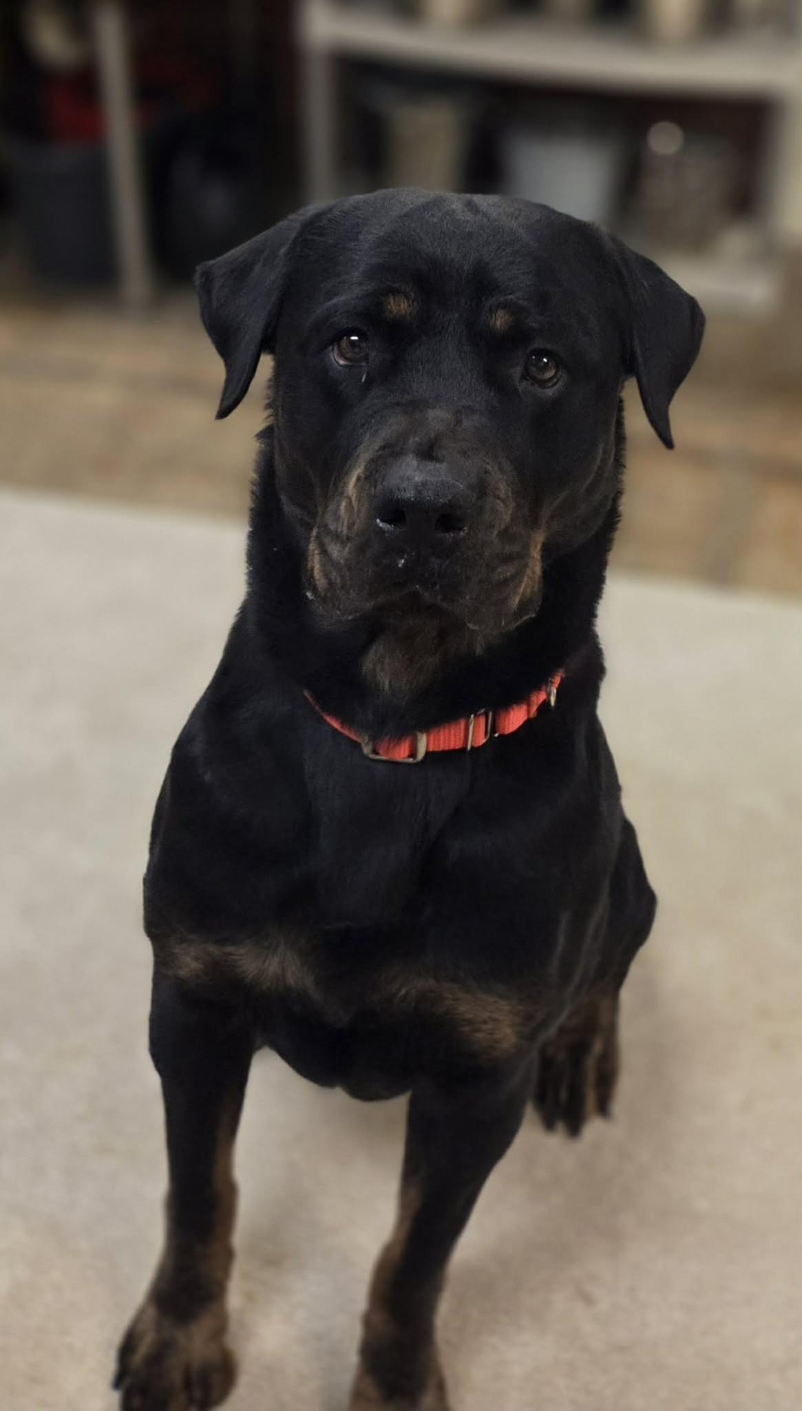 Enlarge Hazy, an adopted Rottweiler in Chardon, OH image 5/6