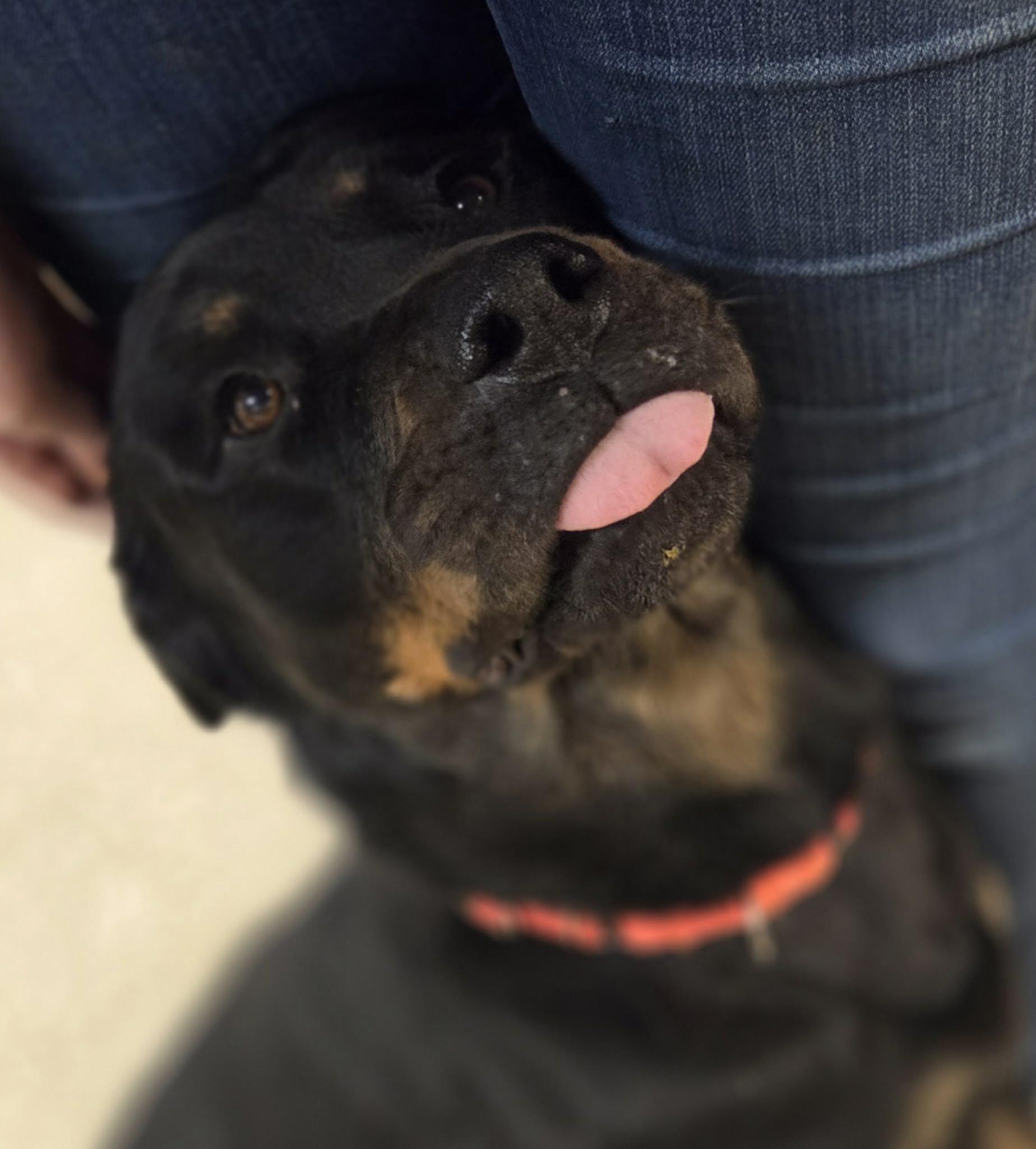 Enlarge Hazy, an adopted Rottweiler in Chardon, OH image 2/6