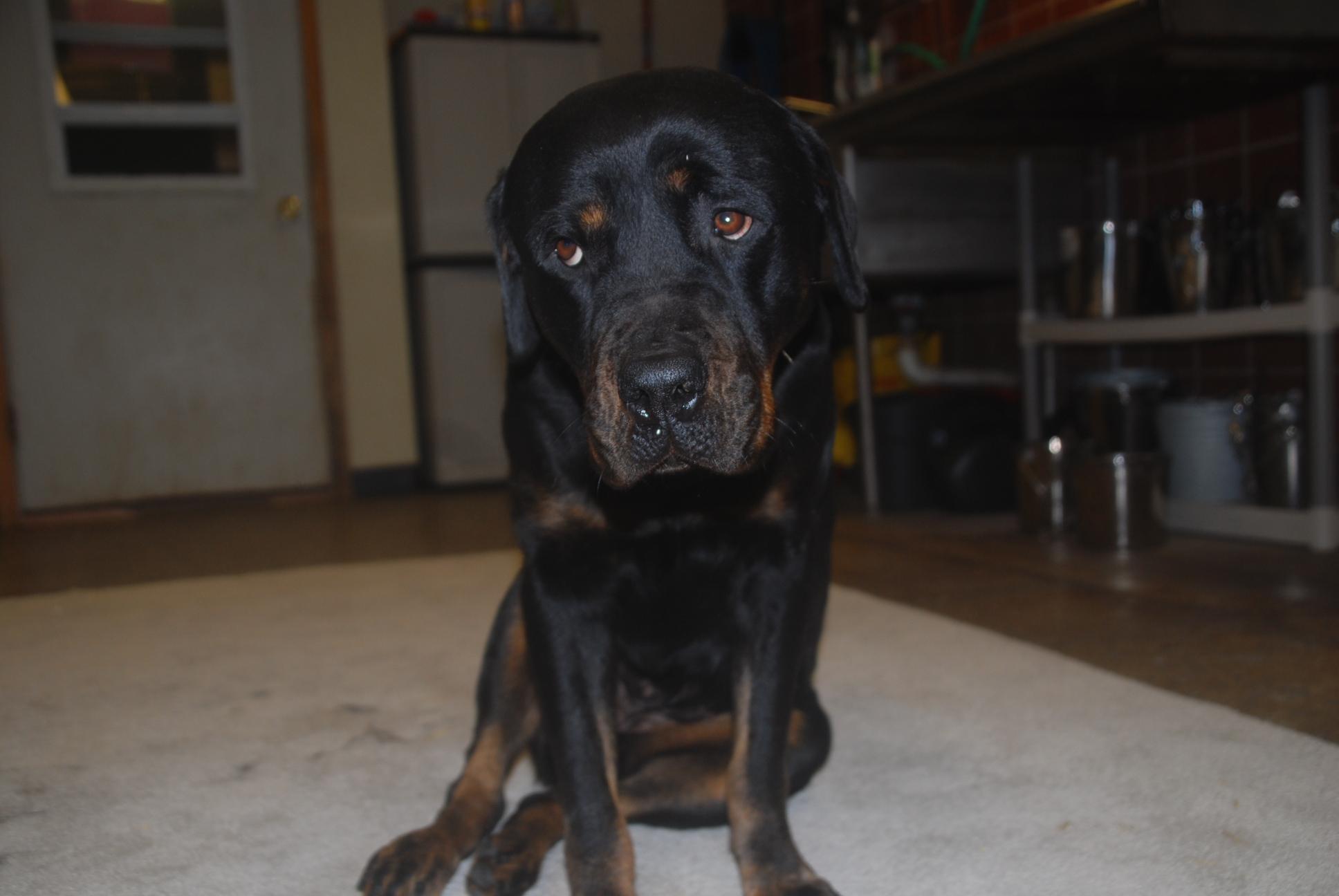 Enlarge Hazy, an adopted Rottweiler in Chardon, OH image 6/6