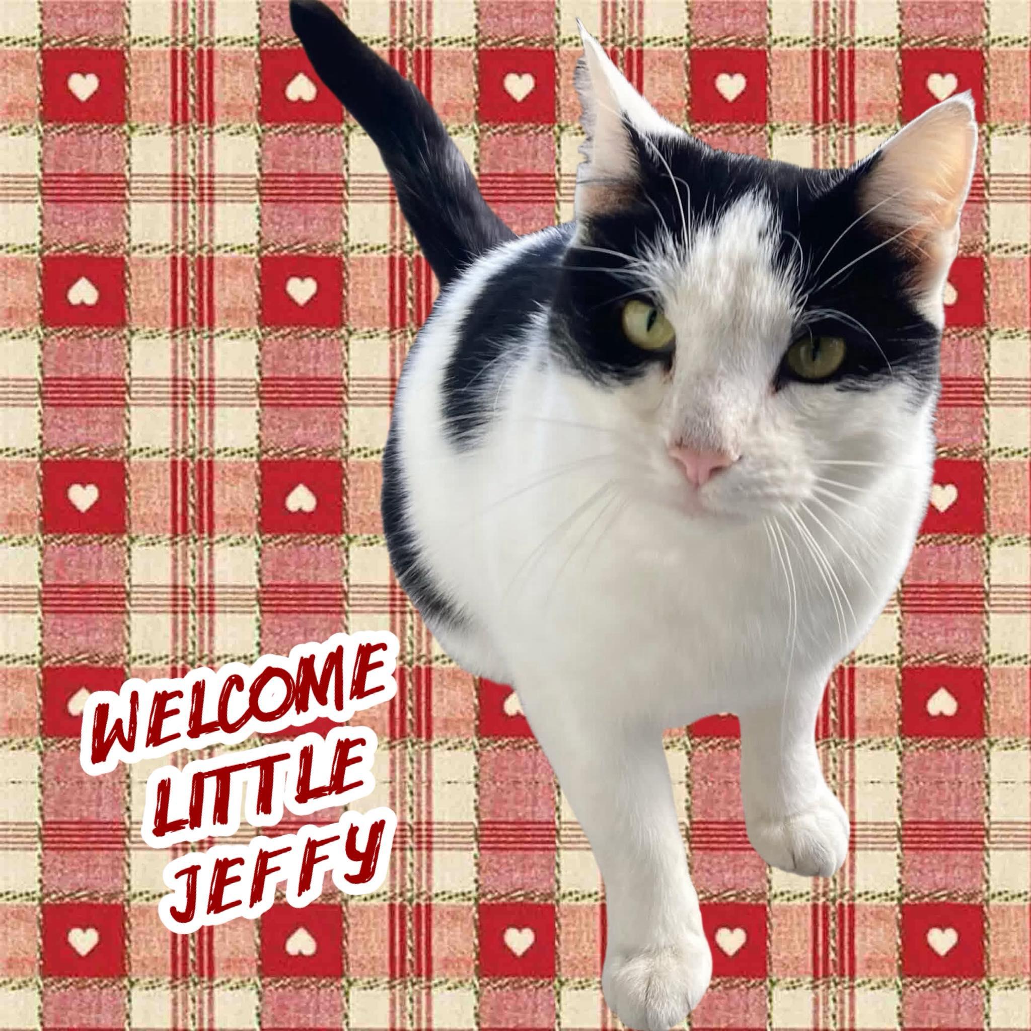 Jeffy: Coming Soon!, ADOPTABLE, Adult Male American Shorthair.