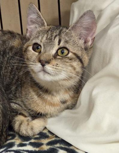 Lilly, ADOPTABLE, Young Female Tabby.