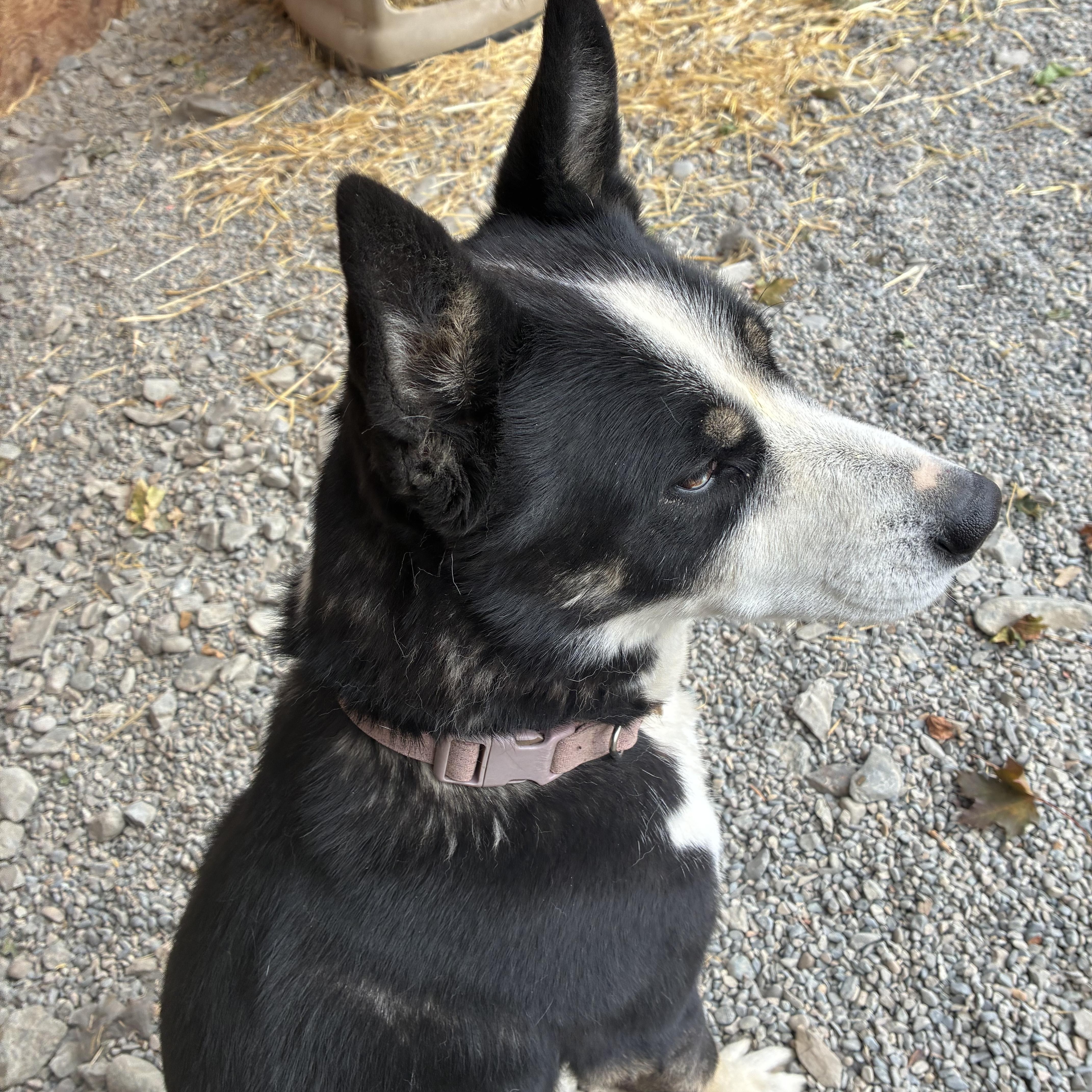Enlarge Athena, a Adoptable mixed breed in Bonners Ferry, ID image 4/4