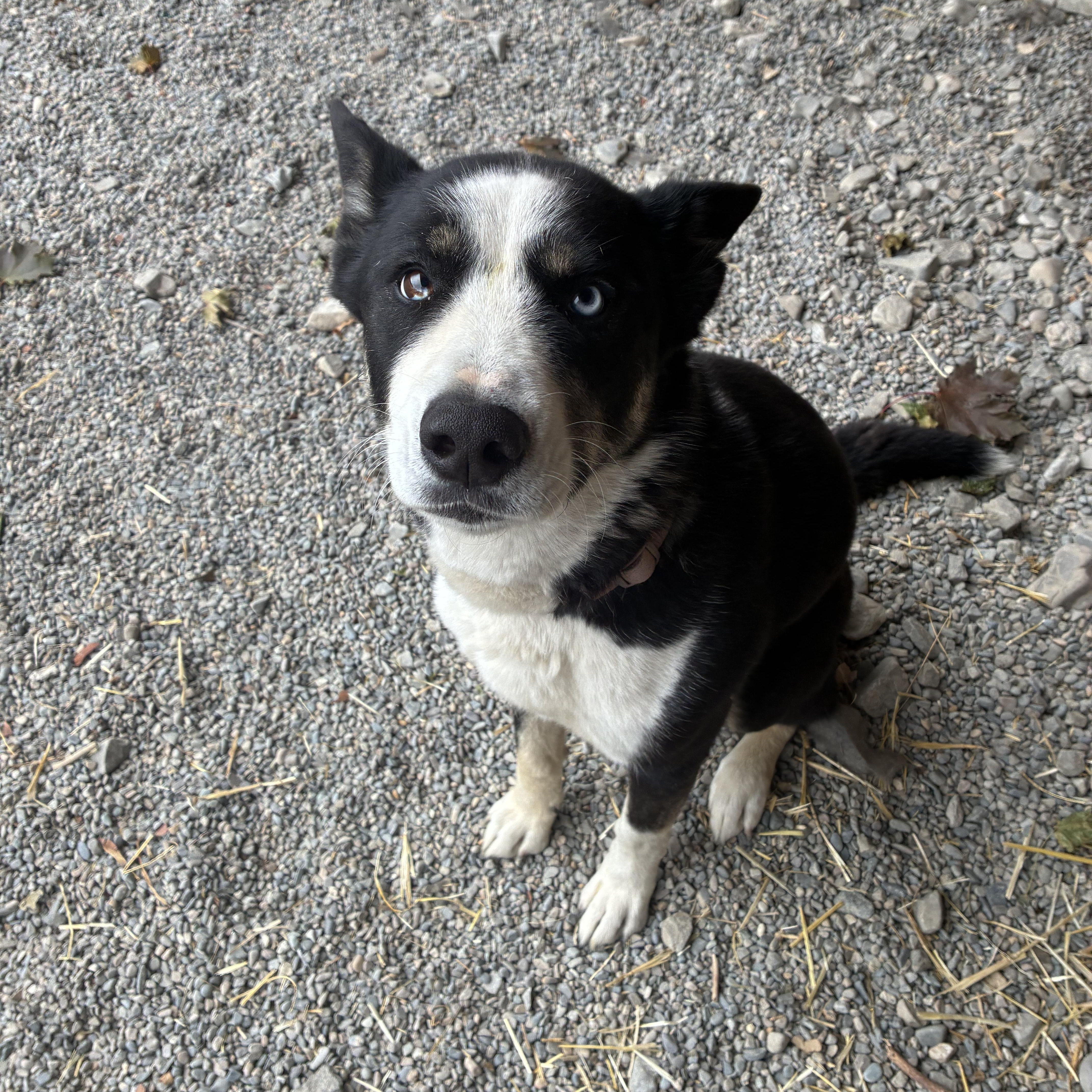 Enlarge Athena, a Adoptable mixed breed in Bonners Ferry, ID image 1/4