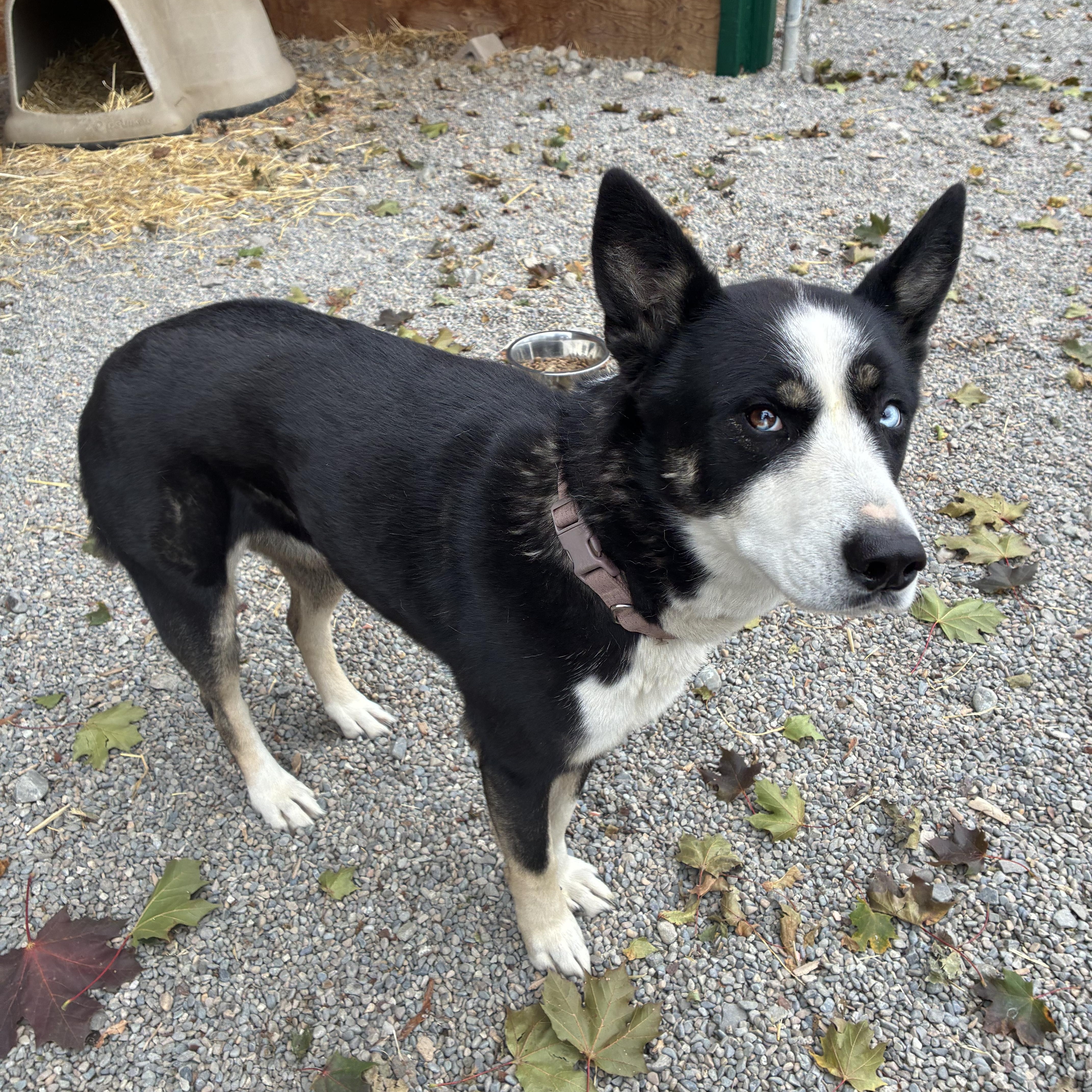 Enlarge Athena, a Adoptable mixed breed in Bonners Ferry, ID image 3/4