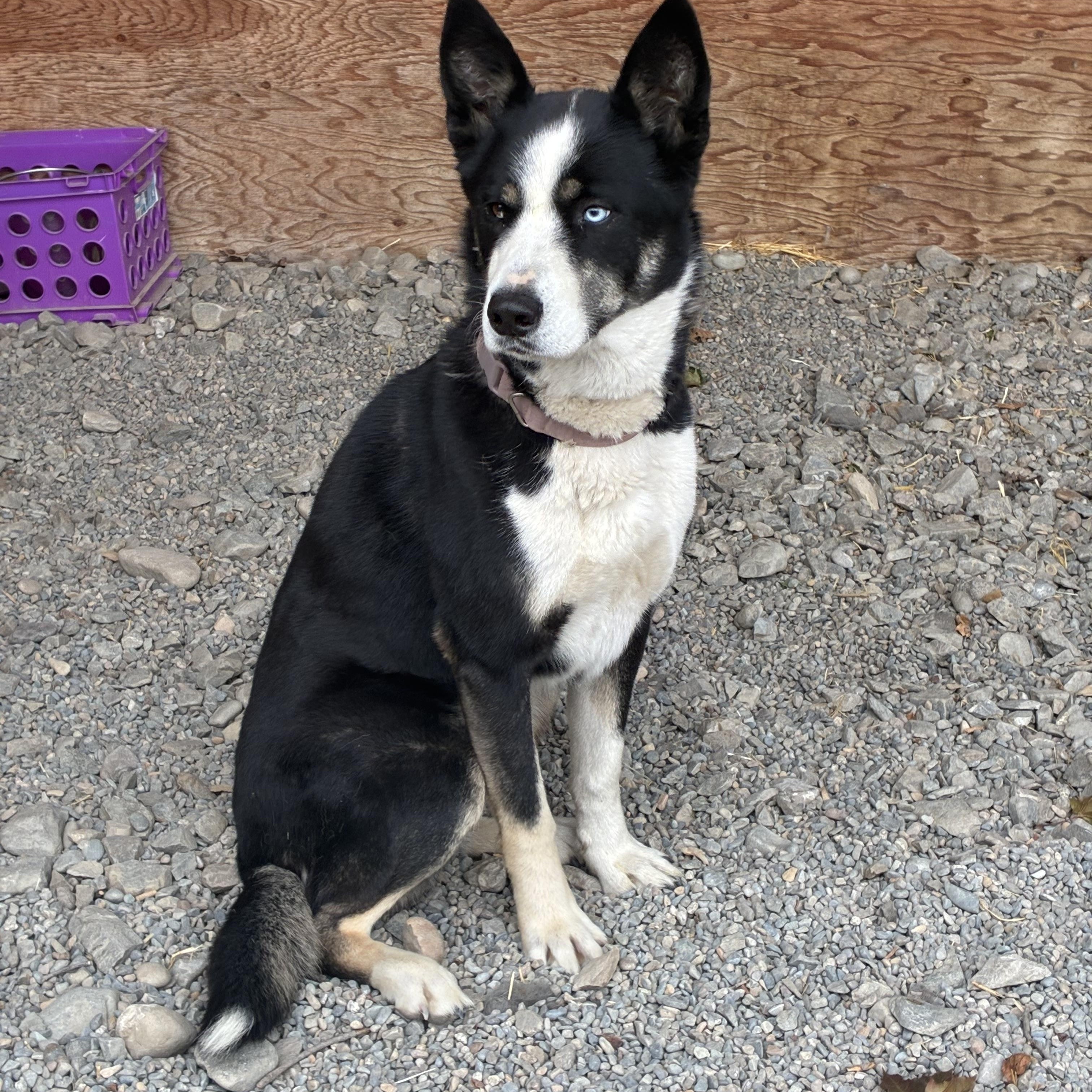 Enlarge Athena, a Adoptable mixed breed in Bonners Ferry, ID image 2/4