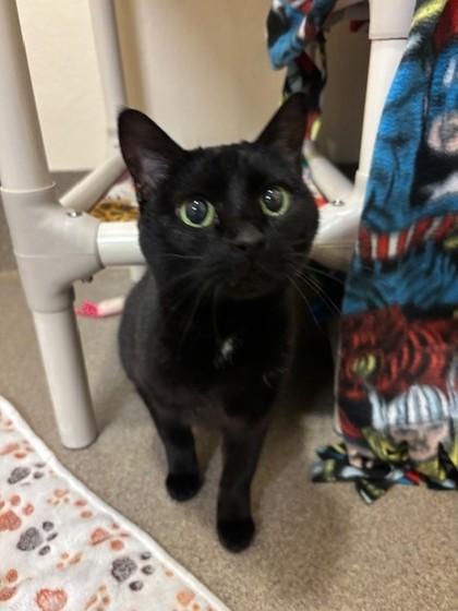 Luna 2.0, Adoptable, Senior Female Domestic Short Hair & Domestic Short Hair.