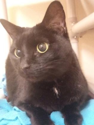 Luna 2.0, Adoptable, Senior Female Domestic Short Hair & Domestic Short Hair.