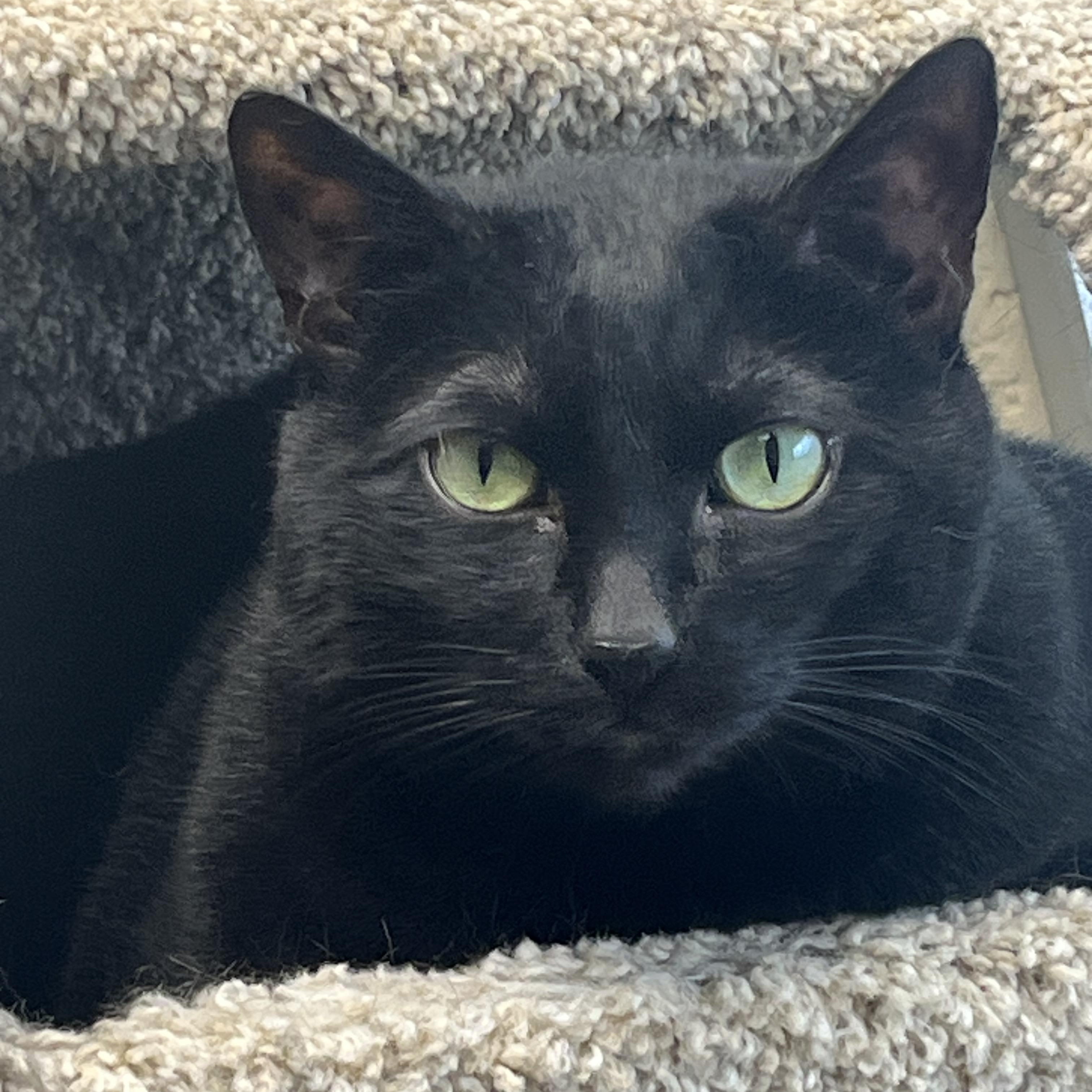 Enlarge Luna, a Adoptable mixed breed in Mendham, NJ image 5/5