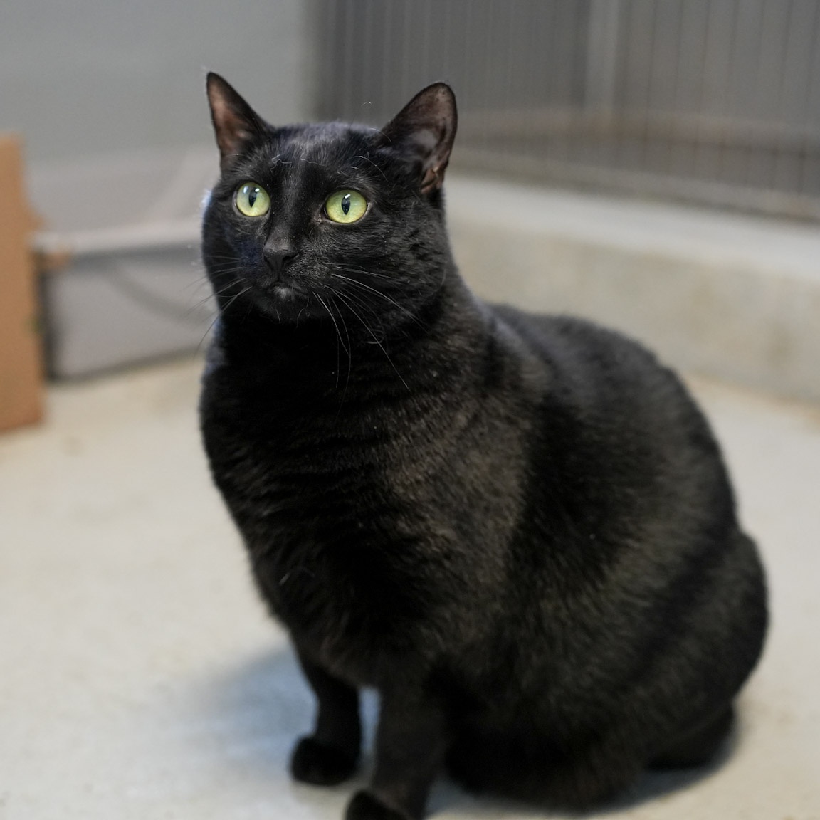 Enlarge Luna, a Adoptable mixed breed in Mendham, NJ image 1/4